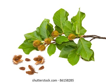 Beech Branch with leaves and seeds