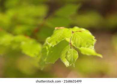 Beech Branch With Young Green Leaves