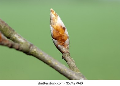 Beech; Bud 