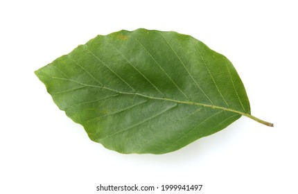 Beech, Fagus, sylvatica, is a deciduous tree, which is often found in our forests. It is a powerful tree and its wood is an important timber supplier.