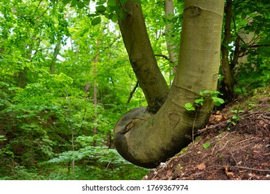 Beech (Fagus sylvatica) tree growing on a slope. Twisted tree trunk at hill. Forest. Szczebrzyszyn Landscape Park, Poland, Europe.