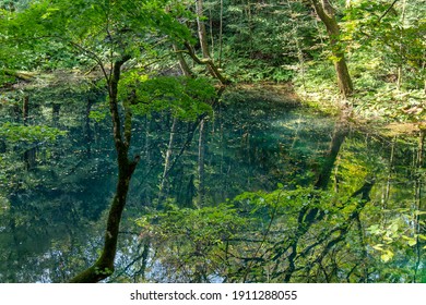 白神山地 の写真素材 画像 写真 Shutterstock