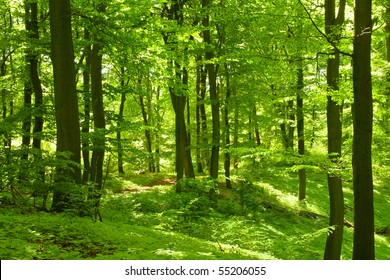 Beech Forest