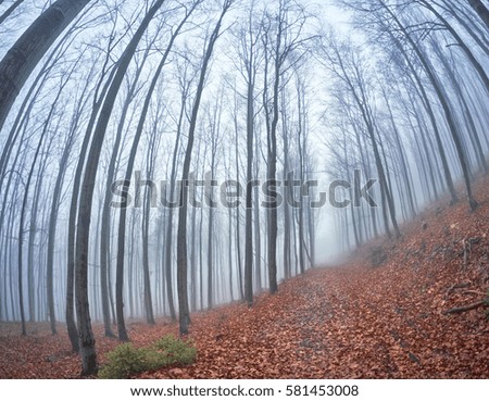 Similar – Image, Stock Photo Lost Forest Fog Tree