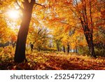 Beech forest with bright yellow leaves on a fairytale autumn day. Image of the change of season. Colorful foliage. Spectacular photo wallpaper. Gorgeous autumnal atmosphere. Beauty of earth.