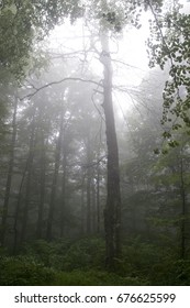 Beech Forest Enshrouded Fog Old Dead Stock Photo 676625599 | Shutterstock