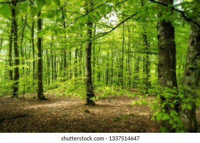 Beech forest in Hyssna.
