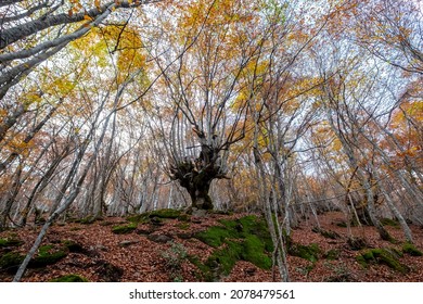 beech forest in the mountain in the Carlac forest, in aran valley, Catalonia, Spain