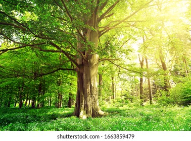 Beech forest with a old tree in the sunlight - Powered by Shutterstock