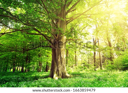 Beech forest with a old tree in the sunlight