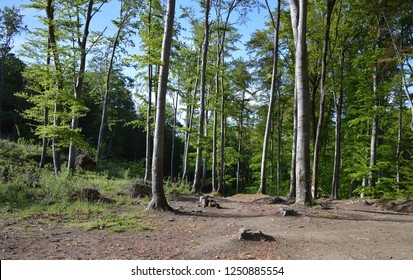 Beech Forest On Medvednica Mountain