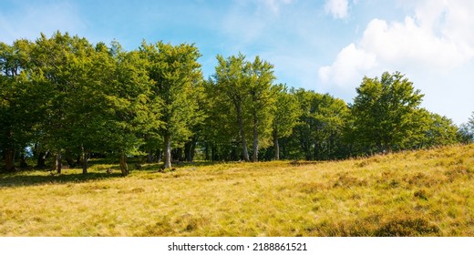 Beech Forest On A Steep Grassy Hill. Nature Scenery On A Sunny Autumn Day