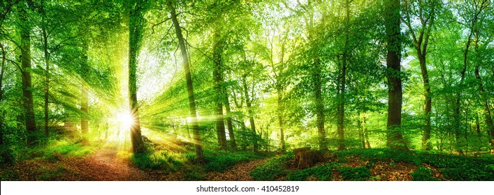 Beech forest panorama and the sun, with bright rays of light beautifully shining through the trees