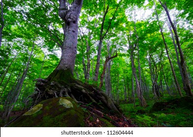 Beech Forest, Shirakami Sanchi World Heritage, Japan.