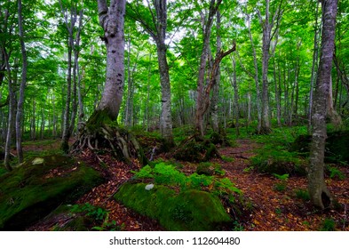 白神山地 の写真素材 画像 写真 Shutterstock