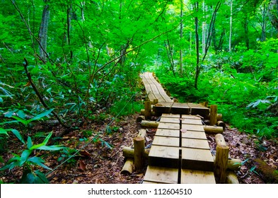 Beech Forest, Shirakami Sanchi World Heritage, Japan.