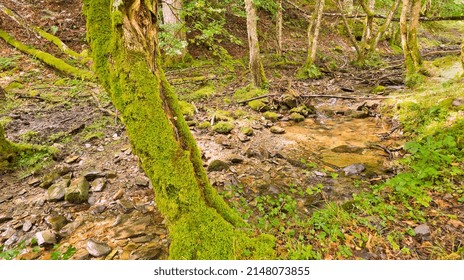 Beech Forest At Sierra De La Demanda  Sistema Ibérico  Protected Area  La Rioja  Spain  Europe