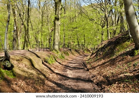 Beech forest in the spring and a sunken road on the Sint Jansberg near Mook