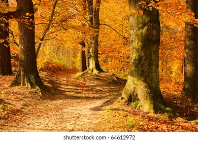 Autumn Forest Trail Images Stock Photos Vectors Shutterstock