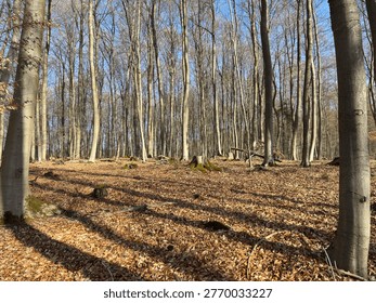 Beech forest with trees that are sometimes over 160 years old.