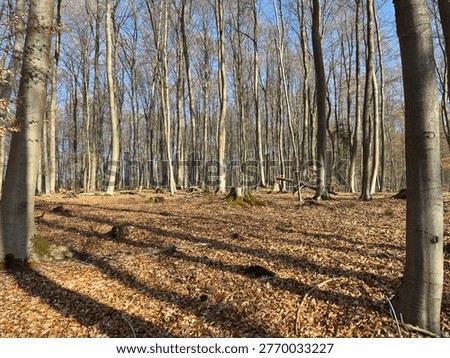 Beech forest with trees that are sometimes over 160 years old.
