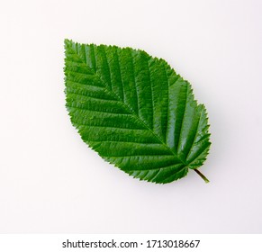 Beech Green Leaf Isolated On White Background For Spring Summer Concept.