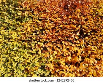 Beech Hedge Autumn Background Full Frame