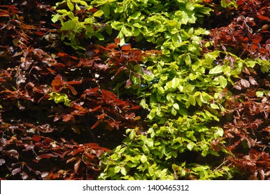 Beech hedge. European Beech,  Fagus sylvatica and Purple Beech, Fagus sylvatica Atropurpurea