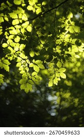 Beech in late summer Deciduous forest Nature reserve Photosythesis Climate Ecology  Soil moisture Leaves Translucent Swirly Bokeh Season Clorophyll