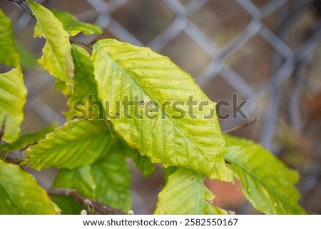 Beech Leaf Disease, linked to nematode worm Litylenchus crenatae, is a deadly new disease of American Beech (Fagus grandifolia) and other beech trees. Dark green stripes on beech leaves are a symptom.