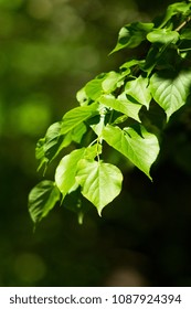 Beech leaf twig, green spring and summer background, summer park, oak branch.