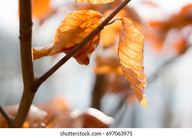 beech leafs
