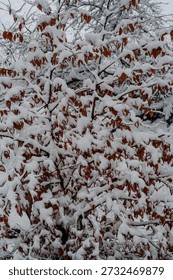 Beech leafs on a winterday with snowfall,