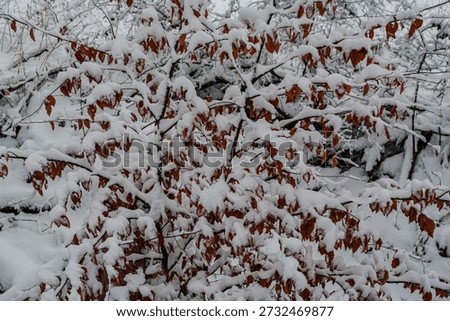 Beech leafs on a winterday with snowfall,