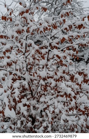 Beech leafs on a winterday with snowfall,