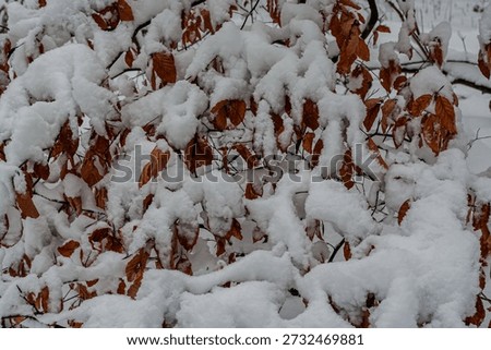 Beech leafs on a winterday with snowfall,