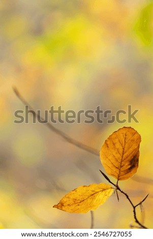 Similar – Herbstwald Natur