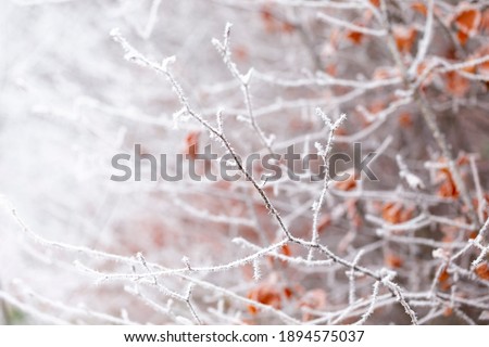 Similar – wintry XIII Nature Plant