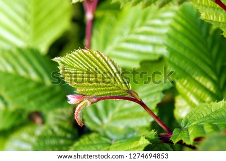 Beech Leaves Close Up