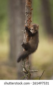 Beech Marten