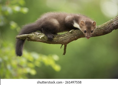 Beech Marten