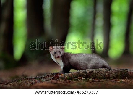 Beech marten, detail portrait of forest animal. Small predator in the nature habitat. Wildlife scene from Germany. Martes foina, with green forest in background.