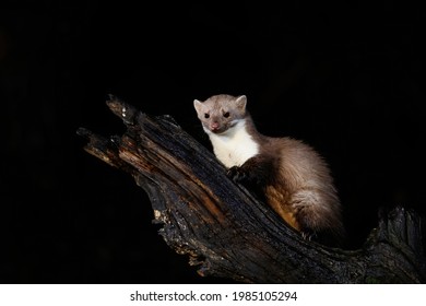 Beech marten (Martes foina), also known as the stone marten, house marten or white breasted marten, searching for food in the forest of Drenthe in the Netherlands