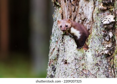 beech marten (Martes foina), also known as the stone marten peering out of the hollow of the tree - Shutterstock ID 2209207325