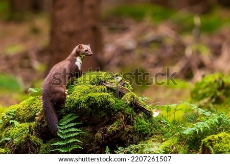 beech marten (Martes foina), also known as the stone marten on a stump with moss