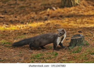 むなじろてん の画像 写真素材 ベクター画像 Shutterstock