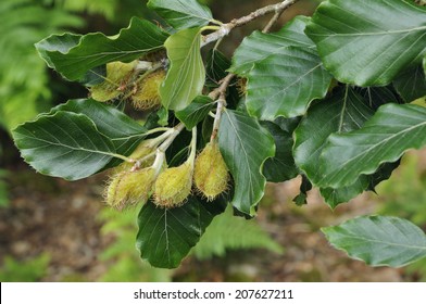Beech Mast on Tree - Fagus sylvatica