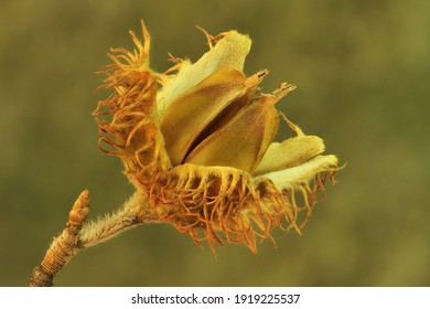 Beech Nut Seed Capsule, Closeup View