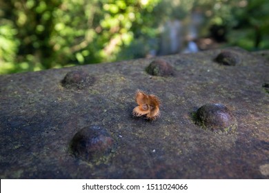 Beech Nut Shell Casing Resting On Stock Photo 1511024066 | Shutterstock