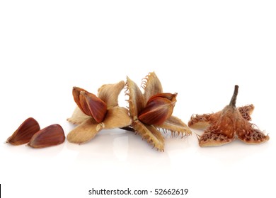 1,036 Beechnuts Images, Stock Photos & Vectors | Shutterstock